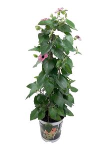 Bild von KP19 Thunbergia  piramide Rose